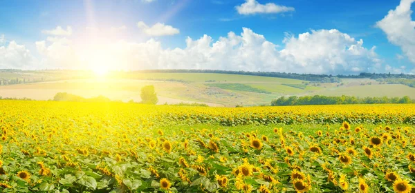 Campo Girasoles Salida Del Sol Hermoso Paisaje Agrícola Brillante Foto —  Fotos de Stock