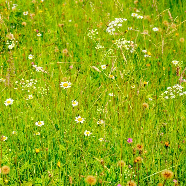 Green Grass Background Texture Element Design — Stock Photo, Image