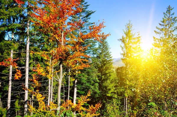 Μεγαλοπρεπή Particolored Δάσος Ηλιόλουστη Δοκάρια Φυσικό Πάρκο Δραματική Σκηνή Ασυνήθιστο — Φωτογραφία Αρχείου