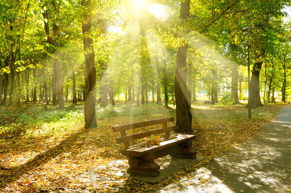 Beautiful autumn park with paths and bench. The sun rays illuminate Yellow leaves of trees.