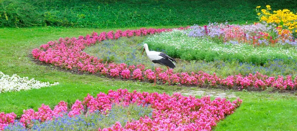 Sommaren Park Med Vackra Blommor Stork Promenader Mot Bakgrund Blomma — Stockfoto