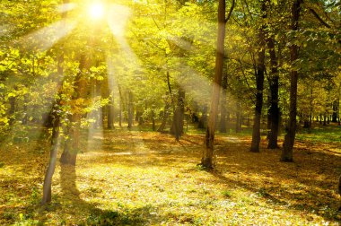 Sonbahar park ve gün batımı. Güneş ışınlarının sarı yapraklar ağaçların aydınlatmak.