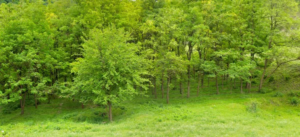 Ліс Навесні Зеленими Деревами Яскравим Сонячним Днем Широкі Фотографії — стокове фото