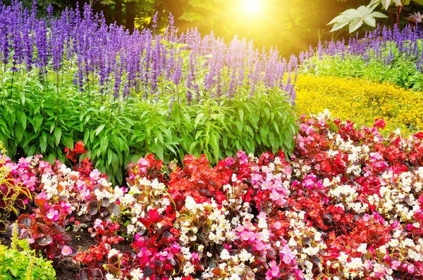 Vacker Bakgrund Ljusa Blommor Och Sol — Stockfoto