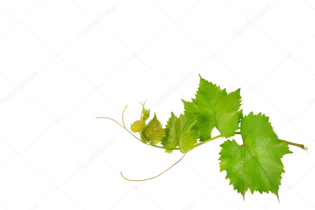 Vine and leaves isolated on white background. Free space for text.