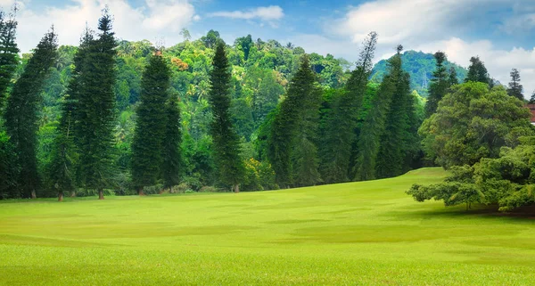 Parque Verano Seto Prado Verde Cielo Azul Día Soleado Brillante —  Fotos de Stock