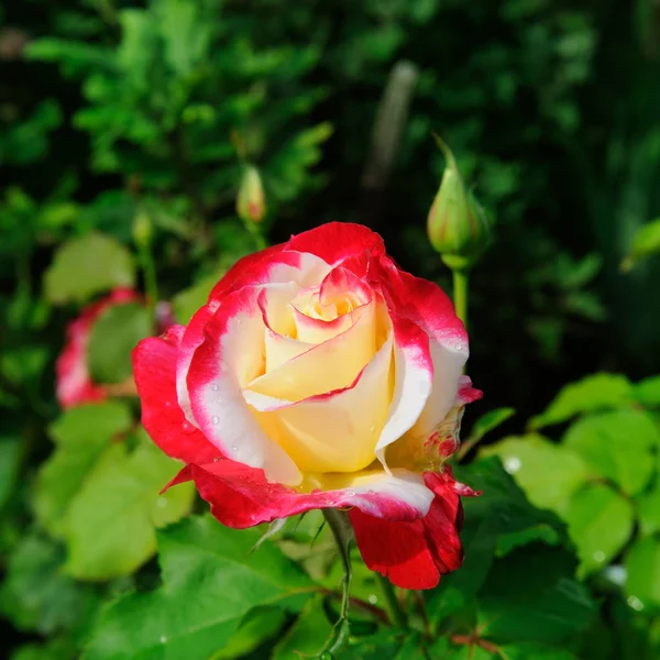 Красивые Розы Летнем Саду Яркий Солнечный День — стоковое фото