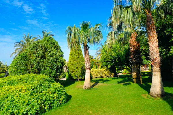 Jardín Tropical Con Palmeras Césped Verde Día Soleado Brillante —  Fotos de Stock