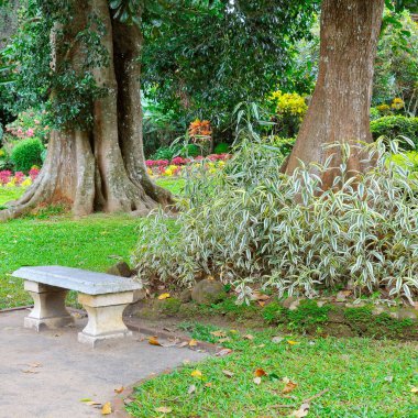 Ağaçlar ve çiçeklerle güzel tropikal park. Gözlerden uzak bir yerde dinlenmek için taş bir tezgah olduğunu.