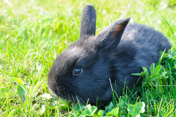 Pequeño Conejo Sobre Fondo Hierba Verde Símbolo Fiesta Pascua — Foto de Stock