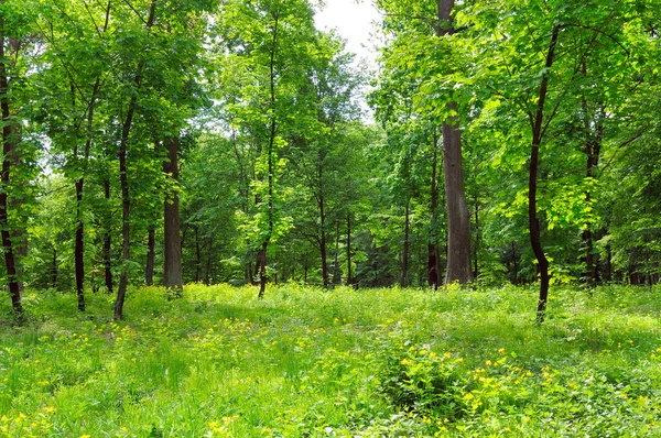 Bahar Park Yeşil Çayır Mavi Gökyüzü — Stok fotoğraf