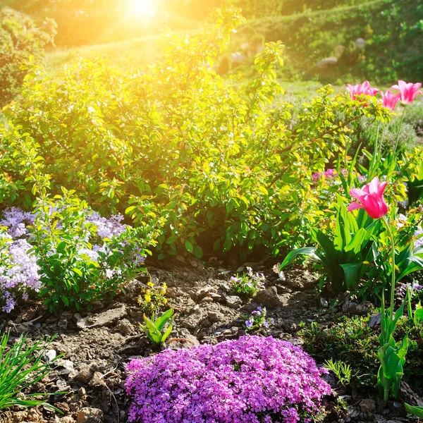 Schönes Blumenbeet Mit Den Ersten Frühlingsblumen Helles Sonnenlicht Erhellt Den — Stockfoto