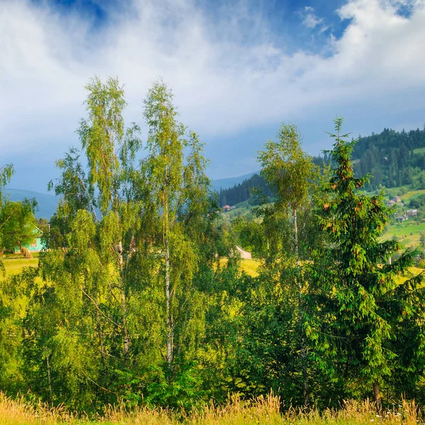 Hellingen Van Bergen Naaldbomen Wolken Avondlucht Pittoreske Prachtige Scène Locatie — Stockfoto