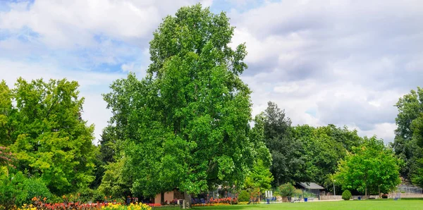 Zomer Park Met Mooie Bloemperken Gazon Bescherming Van Ecologie Van — Stockfoto