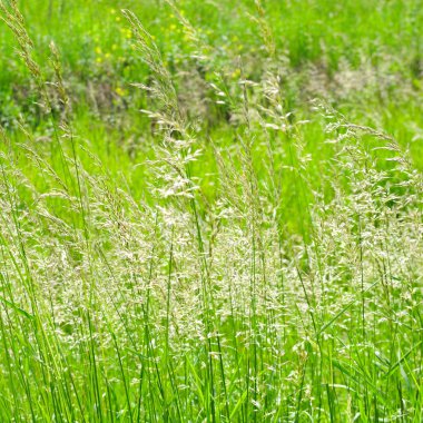 Yeşil çimen arka plan dokusu. Tasarım elementi.