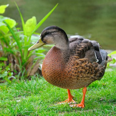 Bir drake yakın, bir çim üzerinde duran. Parlak güneşli bir gün.