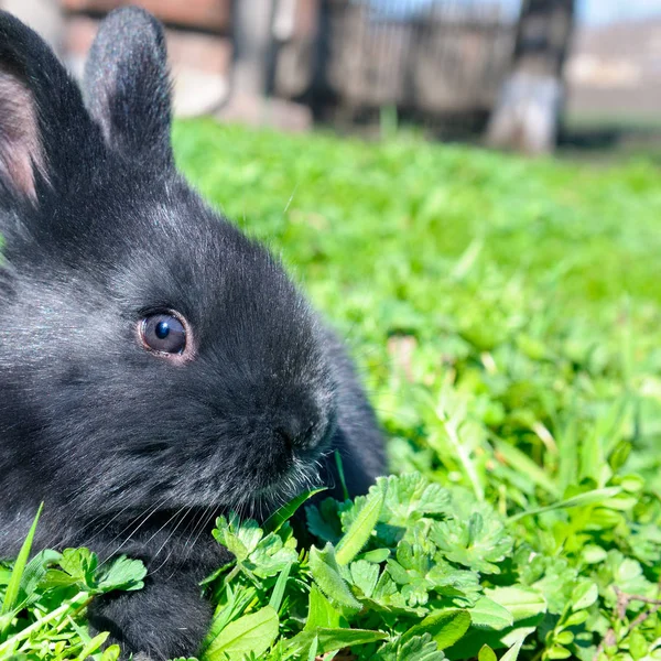 Pequeño Conejo Sobre Fondo Hierba Verde — Foto de Stock