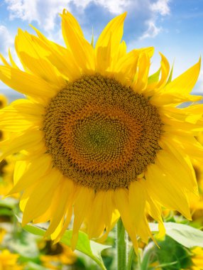 Ayçiçeği çiçek mavi gökyüzü ve yeni gelişen bir alan karşı. Tarım peyzaj.