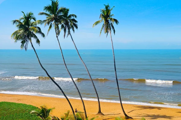Plaj Palmiye Ağaçları Parlak Güneşli Bir Gün Güzel Bir Okyanus — Stok fotoğraf