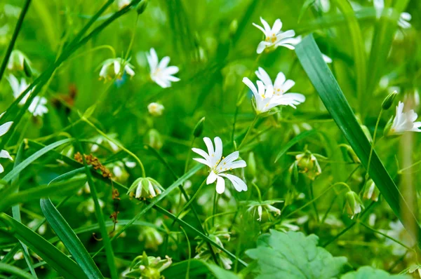 Små Blå Blommor Glömma Mig Inte Mot Bakgrund Grönt Gräs — Stockfoto