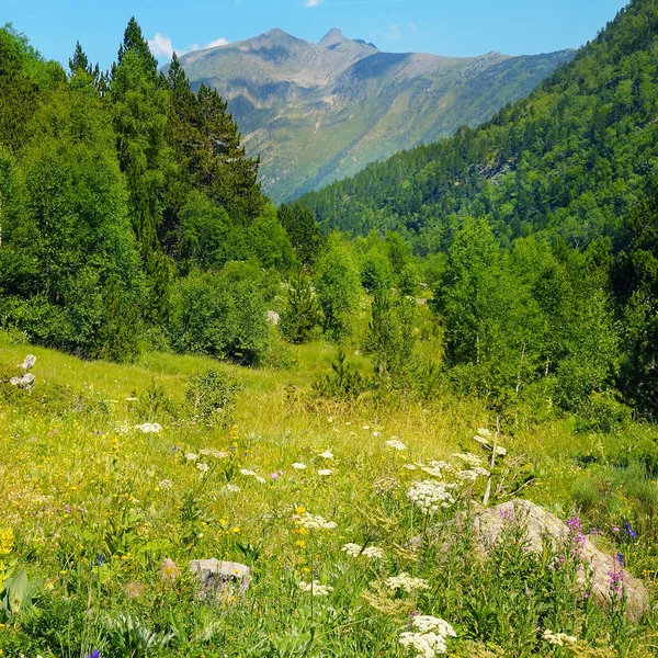 风景如画的山坡上盛开的草药和针叶树 阳光明媚的一天 牛斯山 安道尔 — 图库照片