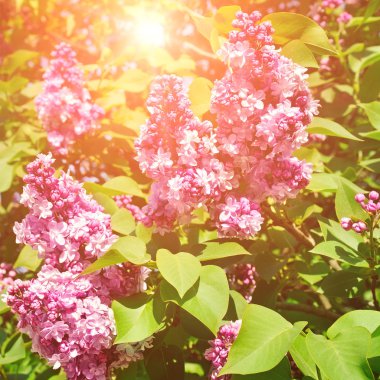 Mor eflatun çiçekler çiçek arka plan bahar. Çiçekler güneşin parlak ışınları tarafından yaktı.