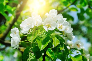 Armut çiçek açan, çiçekli dal Bahçe bahar ve güneş. Çiçekler armut yakın çekim. Nisan.