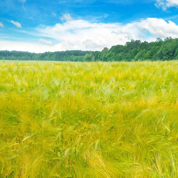 Field Ripe Ears Wheat Blue Cloudy Sky Agricultural Landscape — Stock Photo, Image