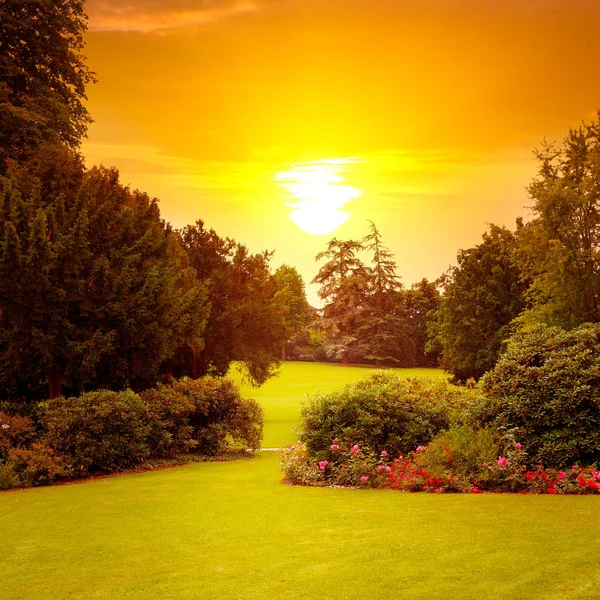 Letní Park Krásnou Záhony Slunce — Stock fotografie