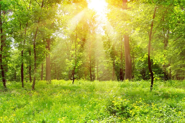 Bright Sunny Day Park Sun Rays Illuminate Green Grass Trees — Stock Photo, Image