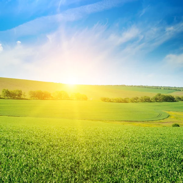 Campo Ervilha Verde Nascer Sol Céu Azul Primavera Paisagem Agrícola — Fotografia de Stock