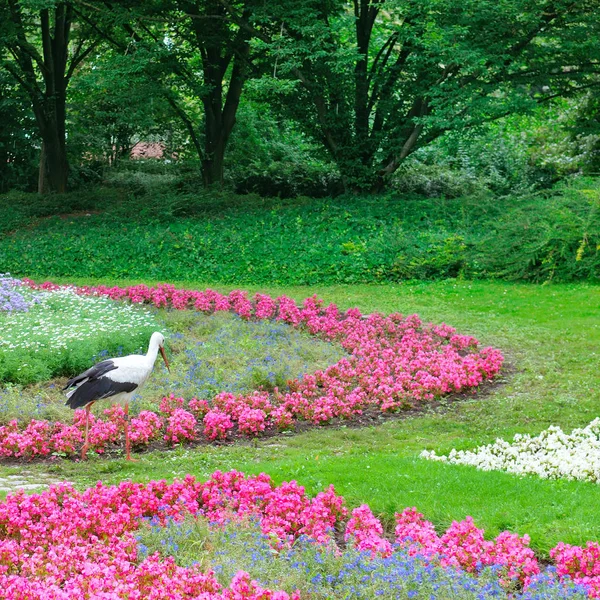 Letní Park Krásnými Květinami Čáp Chodí Pozadí Záhon Jasného Slunečného — Stock fotografie