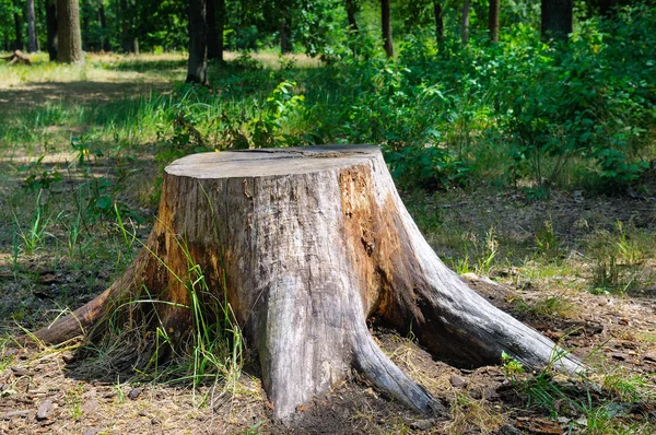 Oude Boomstronk Het Zomerpark — Stockfoto