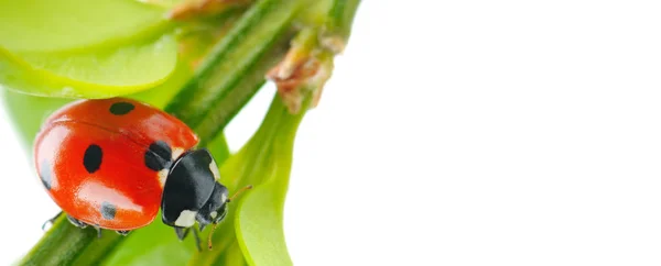 Mariquita Roja Sobre Hoja Verde Aislada Sobre Fondo Blanco Una —  Fotos de Stock