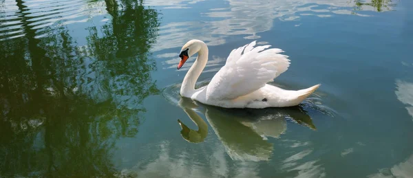 Krásná Bílá Labuť Jezeře Voda Odráží Silueta Ptáka Obloha Mraky — Stock fotografie