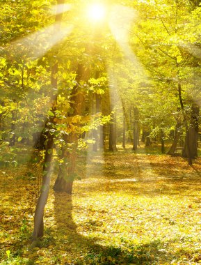 Sonbahar park ve gün batımı. Güneş ışınlarının sarı yapraklar ağaçların aydınlatmak. Dikey fotoğraf.