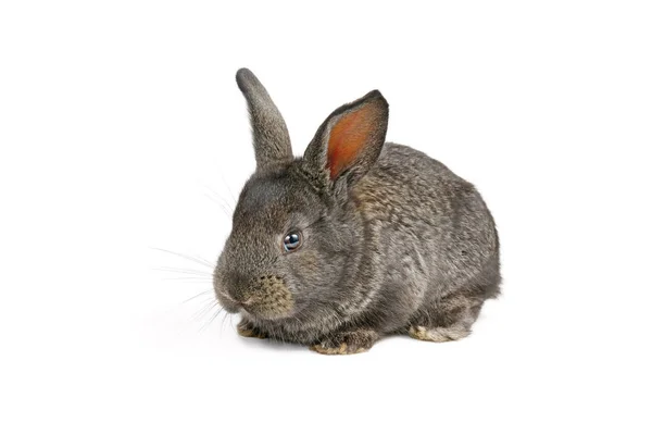 Маленький Домашній Кролик Ізольований Білому Тлі Студійний Знімок — стокове фото