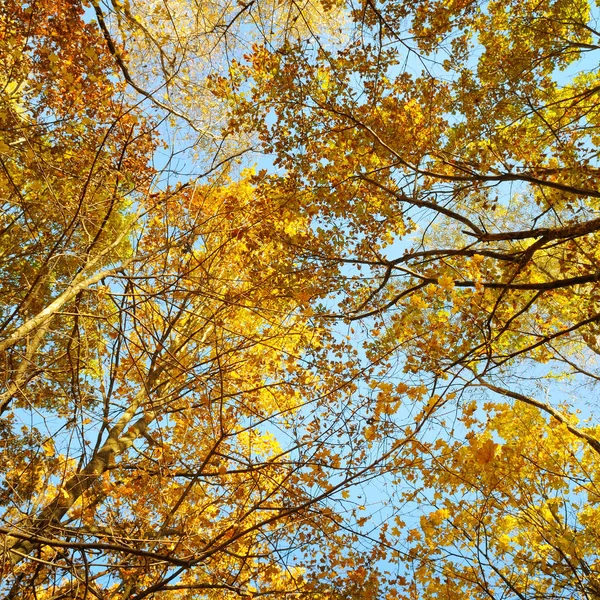 Branches Arbres Feuilles Jaunes Automne Contre Ciel Bleu — Photo