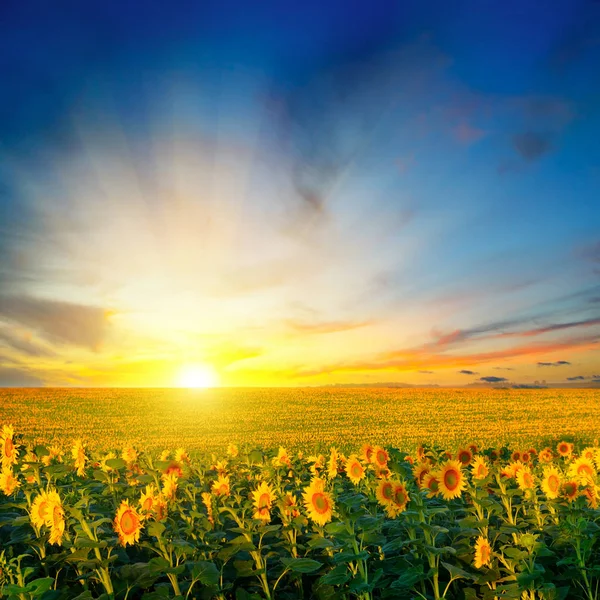 Feld Blühender Sonnenblumen Und Sonnenaufgang — Stockfoto