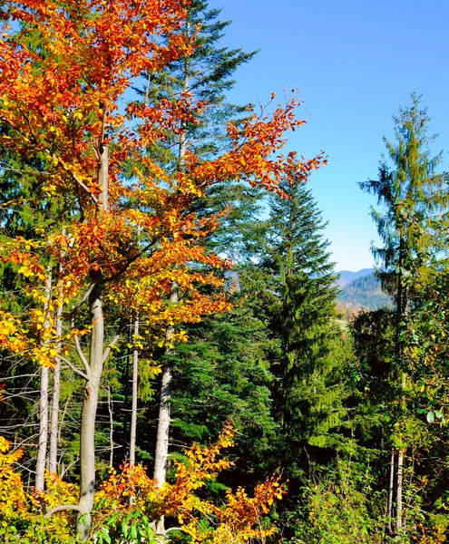 Natural Park Red Yellow Autumn Leaves Carpathians Ukraine Europe — Stock Photo, Image