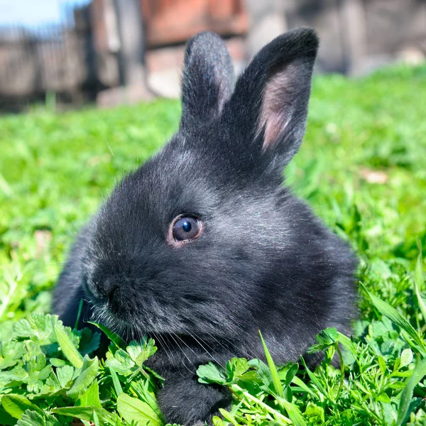 Pequeño Conejo Sobre Fondo Hierba Verde — Foto de Stock