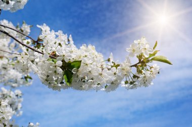 Bahar çiçekleri. Çiçek açan güzel bir ağaç dalı. Kiraz - Sakura ve güneş doğal renklerde.