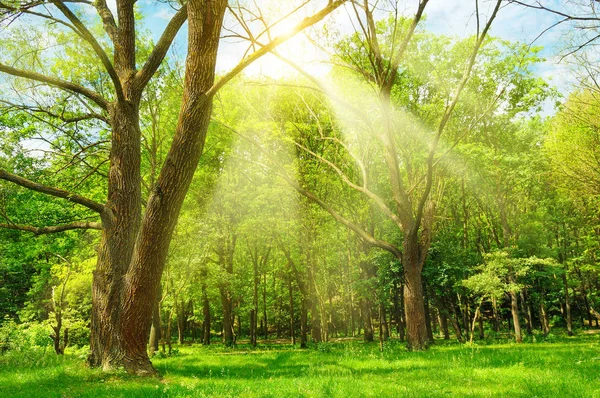 Strahlend Sonniger Tag Frühlingswald Die Sonnenstrahlen Beleuchten Grünes Gras Und — Stockfoto