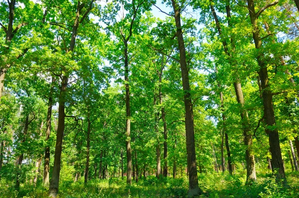 Wald Frühling Mit Grünen Bäumen Und Strahlender Sonne — Stockfoto