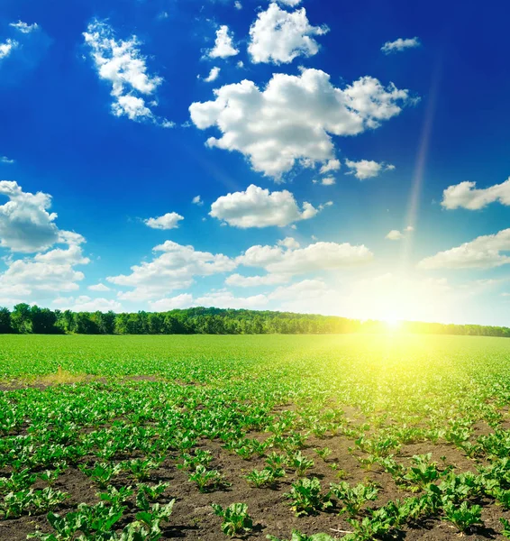 Grüne Rübenfelder Und Sonne Blauen Himmel — Stockfoto