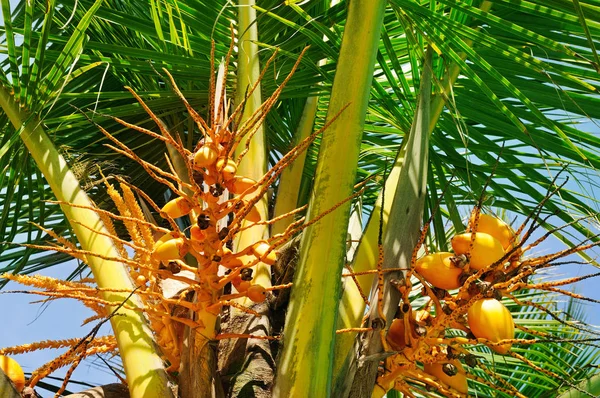 Königliche Kokosnüsse Auf Einem Hintergrund Aus Palmblatt — Stockfoto