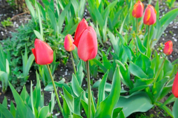 Fleurs Tulipes Colorées Fleurissant Dans Jardin — Photo
