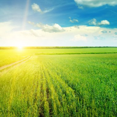Yeşil alan ve hafif bulutlu mavi gökyüzü. Ufuk üzerinde parlak bir gündoğumu var. Tarım peyzaj.