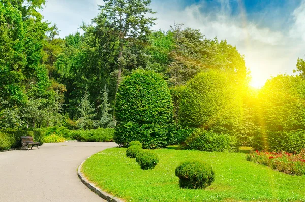 Setos Arbustos Ornamentales Parque Verano Salida Del Sol Brillante Cielo — Foto de Stock