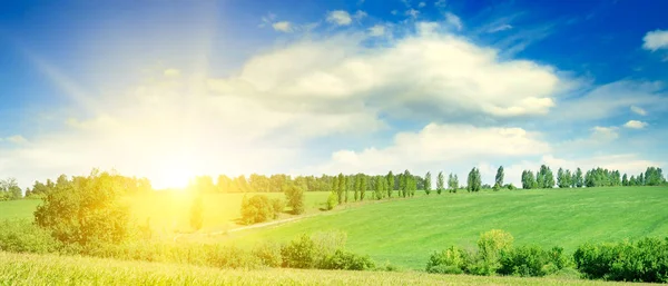绿色的玉米田和明亮的日出对蓝天 宽照片 — 图库照片